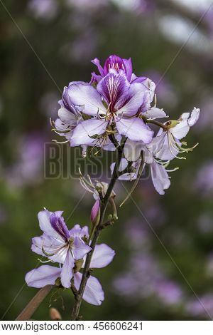 Pink Bauhinia Flowering Tree Blooming, Closeup Of Purple Orchid Tree Flowers.