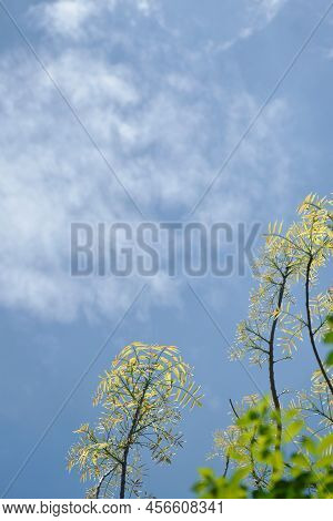 Treetop Forth Lef Bud On Sky Background In Sunny Day