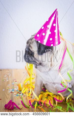 Funny Dog Party Concept For Birthday Or New Year Eve Celebration - Old Sad Fun Pug Animal With Event