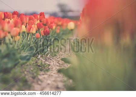 Beautiful Tulip Macro With A Red Bulbfield In The Background In Spring In Holland