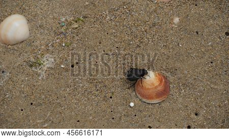 Darkling Beetle In The Sand On The Beach With Shells Of Sea Snails, Israel