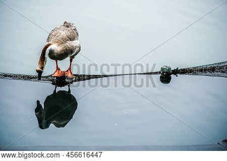 Goose Standing On A Timber With Mesh Bulkhead, And Then Looked At Himself Reflecting On The Shadows 