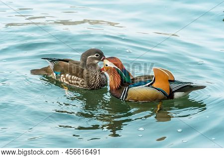 The Mandarin Duck (yuanyang) Is A Perching Duck Species Found In East Asia, The Mandarin, Widely Reg