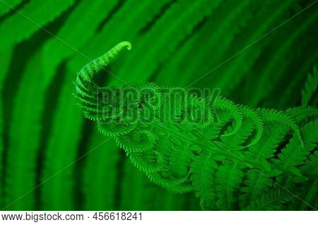 Macro Photo Of A Large Leaf Of Green Fern