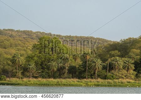 Natural Scenic Landscape View Of Rajbagh Lake Green Palm Trees And In Background Hills Or Mountains 