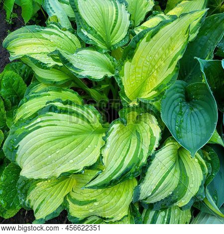 A Hosta Flower With Green Leaves Grows In A Flower Bed In The City Garden.