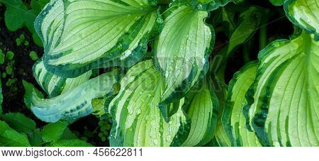 A Hosta Flower With Green Leaves Grows In A Flower Bed In The City Garden.