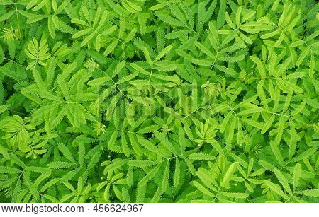 Mimosa Invisa Leaves Background, Nature Green Color Of Freshness Wallpaper. The Green Mimosa Invisa 