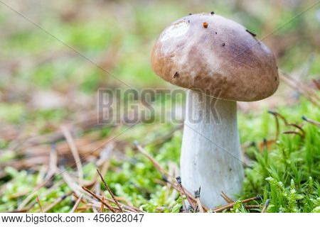 White Fungus Or White Fungus Growing On Lush Green Moss In Forest, Low Angle View.