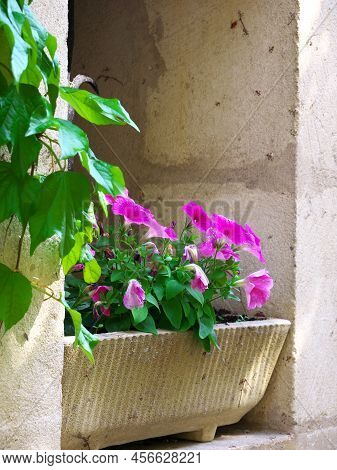 Verticla Shot A Window With A Pot Of Purple Flowers