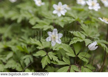 A Flowering Wood Anemone. The Compound Basal Leaves Are Palmate Or Ternate