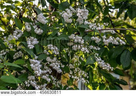 In Early Summer Deutzia Blooms In Nature