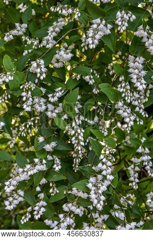 In Early Summer Deutzia Blooms In Nature