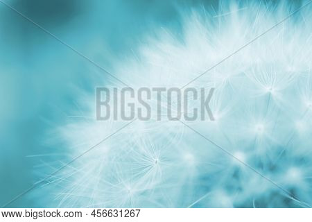 Dandelion Downy Head With Seeds Close Up. Summer Floral Background. Airy And Fluffy Wallpaper. Light