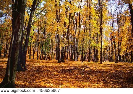 Beautiful Autumn Forest In The National Park Samarskaya Luka, Russia