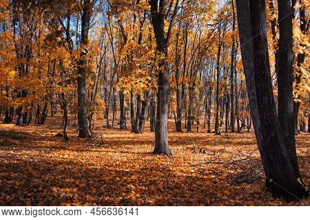 Beautiful Autumn Forest In The National Park Samarskaya Luka, Russia