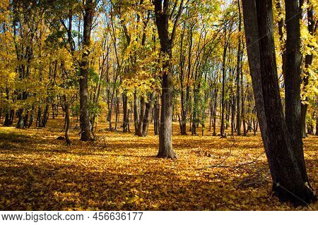 Beautiful Autumn Forest In The National Park Samarskaya Luka, Russia