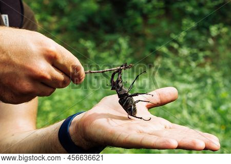 Cropped Photo Of Mans Hands Touching Largest Species Of European Stag Beetle With Twig In Summer Gar