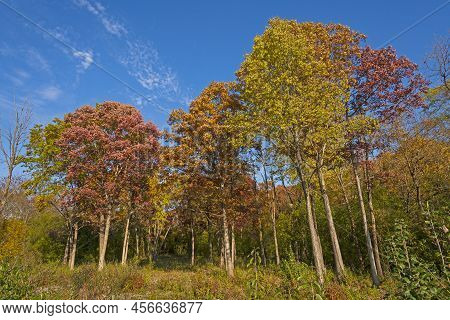 A Full Palette Of Fall Colors In The Crabtree Nature Preserve In Illinois