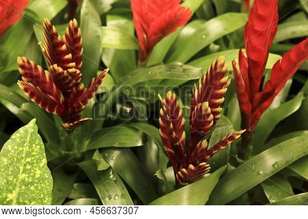 Beautiful And Colorful Vriesea Splendens Plants In The Garden