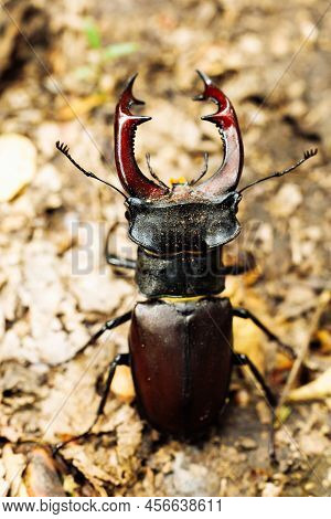 Close-up Of Rare Largest Species Of European Stag Beetle Standing On Ground In Summer Garden Forest 
