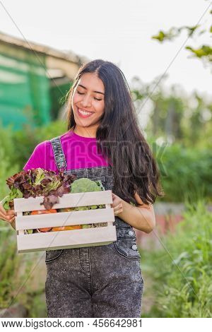 Volunteer In Organic Vegetables Garden Agriculture. Venezuelan Latin Woman Harvesting. Urban Garden