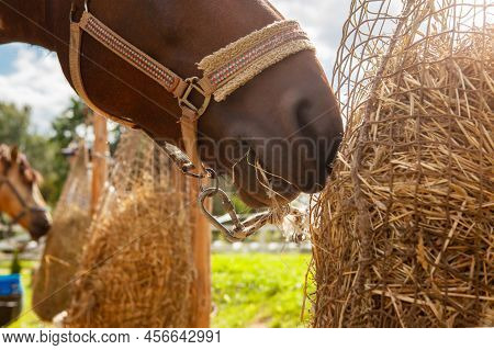 Horse Eating Hay From Haynet, On A Horse Ranch, Outdoors, On A Summer Sunny Day.