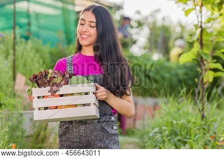 Volunteer In Organic Vegetables Garden Agriculture. Venezuelan Latin Woman Harvesting. Urban Garden