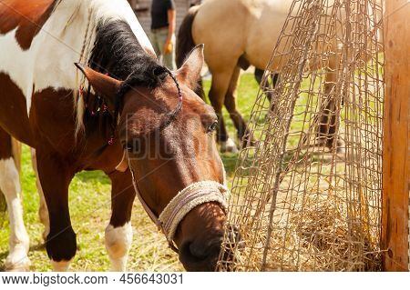 Horse Eating Hay From Haynet, On A Horse Ranch, Outdoors, On A Summer Sunny Day.