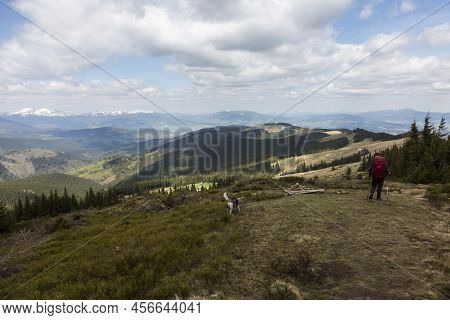 Tourist On The Kukul Green Meadow And Forest In Front Of Snowy Peaks, The Carpathians Mountains, Ukr