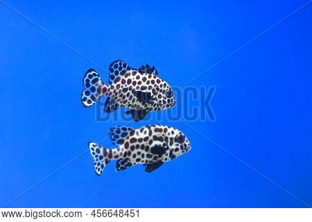 A Harlequin Sweetlips Fish In Aquarium Close Up