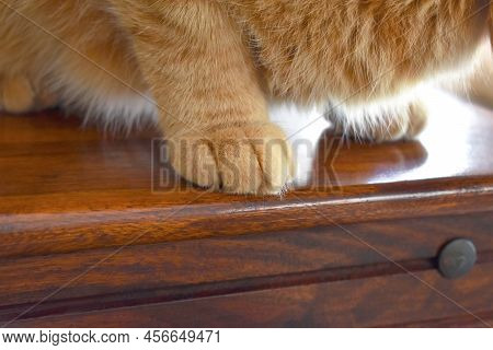 Ginger Cat Sitting On A Table. Close Up Of Cat Paw. Happy Pet Relaxing At Home.