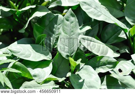 Aglaonema Sp, Chinese Evergreen Or Araceae Or Aglaonema Plant