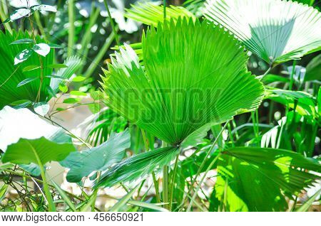 Pritchardia Pacifica, Pritchardia Pacifica
,pritchardia Or Palm Plant
