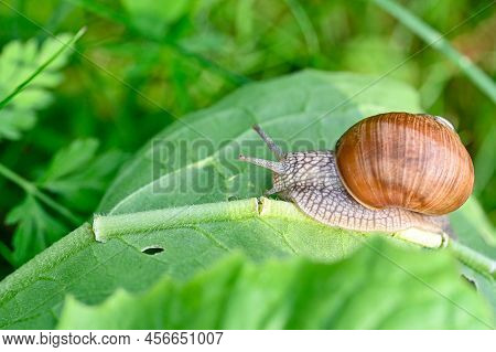 Roman Snail Helix Pomatia Out On Evening Walk