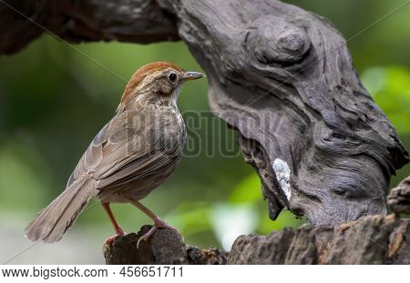 The Puff-throated Babbler Or Spotted Babbler Perching On Log , Thailand