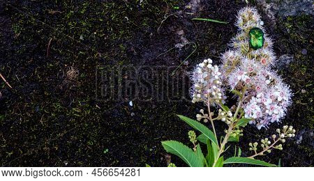 Rose Chafer - Cetonia Aurata - On Flowers Of Spirea Bumalda. High Quality Photo