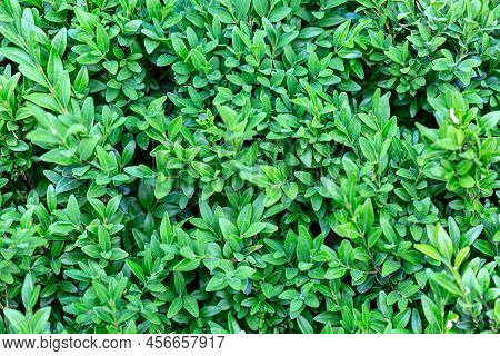 Leaves Of Fresh Green Boxwood (buxus Sempervirens). Evergreen Boxwood Close-up In Nature. Concept: G