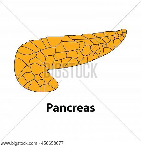 Human Body Internal Organ Pancreas.  Medical Illustration Of The Internal Organs. Vector . On Whit B