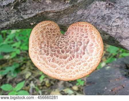 One Fungus, Cerioporus Squamosus, Grew On A Tree In The Forest. High Quality Photo