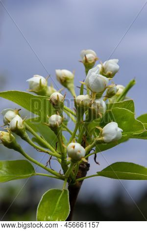 Pear Blossom And Spring Season. Pear Tree In Bloom. Blurred Background. Pear Blossom In Early Spring