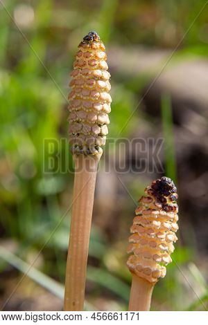 Equisetum Arvense, The Field Horsetail Or Common Horsetail, Is An Herbaceous Perennial Plant Of The