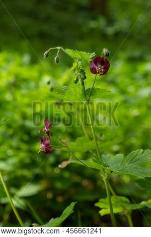 In The Wild In The Spring Forest Geranium Phaeum Blooms