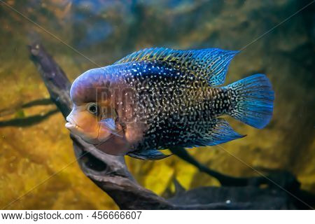 Flowerhorn Fish On A Yellow Sand And Root Background