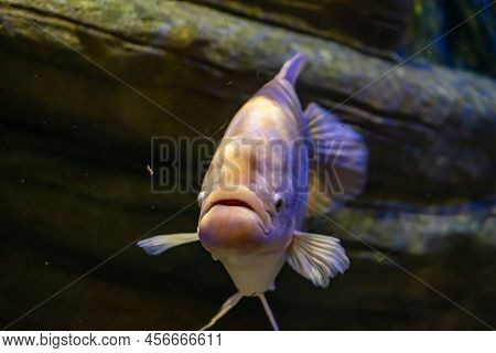 Giant Gourami Against The Background Of Yellow Rocks