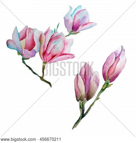 Watercolor Illustration Of A With Flowers Pink Magnolias. Hand Drawn Isolated Close Up Tree Floral. 