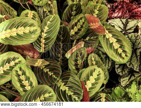 Beautiful And Colorful Maranta Leuconeura Plants In The Garden
