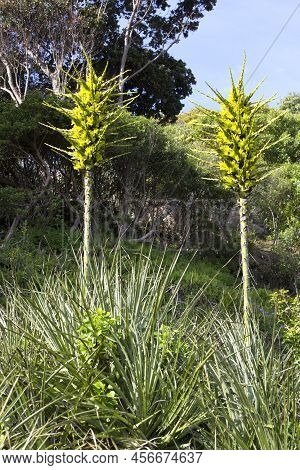 View Of Puya Flowers In North Of Chile