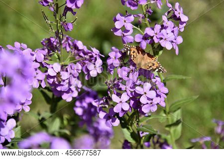 Butterfly Urticaria Nymphalis Urticae On The Flowers Of The Night Violet Hésperis In Summer In The G