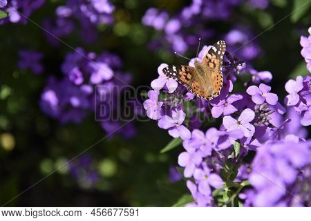 Butterfly Urticaria Nymphalis Urticae On The Flowers Of The Night Violet Hésperis In Summer In The G